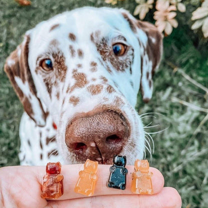 DIY Gummi Bear Mix for Dogs: DIY Mix only